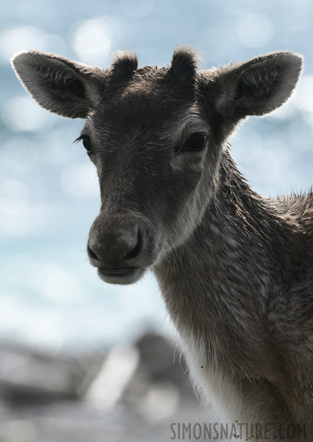 Rangifer tarandus caribou [380 mm, 1/2000 sec at f / 11, ISO 1600]